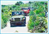Jeep thru the jungle